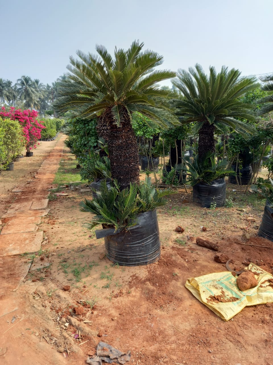 Best Kadiyam Nursery Call 6309717556, Kadiyam Nursery /kadiyam Online